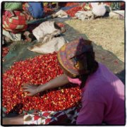 精品咖啡豆 赞比亚AA + Lupili村