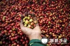 苏门答腊特有的咖啡豆处理方法 咖啡豆湿刨法
