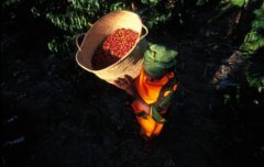 精品咖啡豆基础常识 咖啡豆混合艺术
