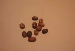 咖啡豆分级的参考指标 咖啡豆选购锦囊