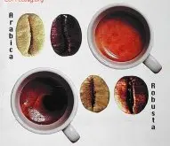 阿拉比卡与罗布斯塔咖啡和咖啡豆的区别【图示】