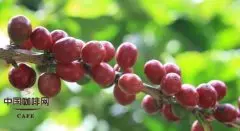 卡杜艾咖啡品种 人工杂交的咖啡品种