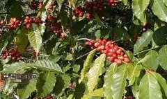 咖啡豆的种类介绍 说说咖啡的种类