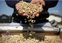 咖啡豆的比较 阿拉比卡与罗布斯塔的不同