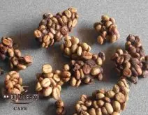 麝香猫咖啡的发展历程 猫屎咖啡基础