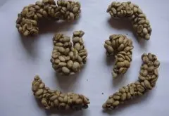 云南产猫屎咖啡每年仅有50到100公斤