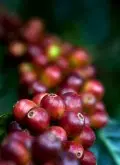 哥伦比亚咖啡得天独厚的地理环境
