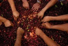 爪哇咖啡 精品咖啡豆种类介绍