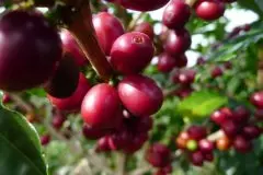 耶加雪菲精品咖啡豆种类介绍 埃塞耶加雪菲产区风味口感特点