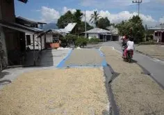 咖啡豆庄园 印尼苏门答腊拉苏娜瓦哈娜庄园