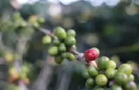 咖啡原始种 波旁咖啡树的种植