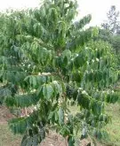 咖啡树到收获过程实图 咖啡豆的采摘处理过程