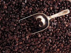 北苏门答腊A.P.罗布斯塔精品咖啡豆