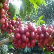 咖啡知识 咖啡三大原生种