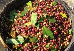世界各地的咖啡豆产地
