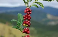 中国欲出口咖啡 将成为全球咖啡主要生产基地