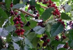 咖啡基础知识 咖啡树分类与生长采摘期