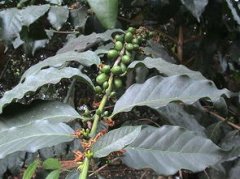 咖啡种植环境 危地马拉咖啡种植环境