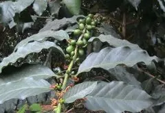 咖啡种植环境 危地马拉咖啡种植环境