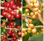 精品咖啡豆常识 摩卡咖啡豆的风味描述