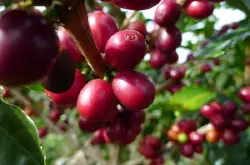 喀麦隆或对咖啡生产者开征所得税