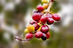 世界各地主要产地咖啡豆的味道基本特性