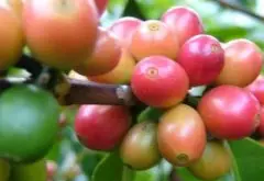咖啡豆产国常识 多米尼加共和国的咖啡