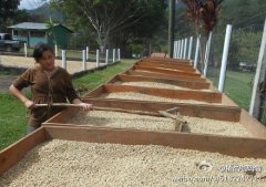 坦桑尼亚的咖啡 非洲咖啡豆产国介绍