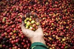 从咖啡树种植到咖啡豆的收获过程