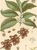 咖啡树的生长 咖啡豆种植的生长过程