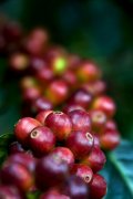 咖啡果的取豆方式 咖啡樱桃的处理过程