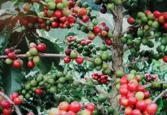 咖啡树栽种的基础 咖啡带种植咖啡树的条件