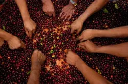 为创造市场吸引投资 巴西免除咖啡及咖啡机进口税