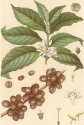 咖啡树的定义 精品咖啡基础常识