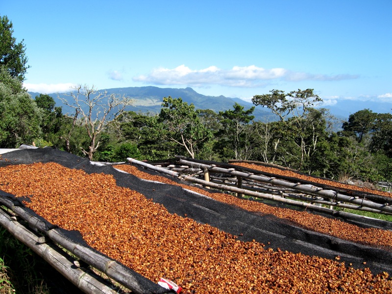 云南咖啡2020年有望实现总产值350亿元以上
