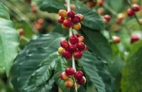 中国咖啡市场 云南咖啡产量居全国第一