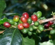 咖啡豆的品种分类 咖啡豆按味觉分类