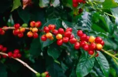 咖啡基础常识 咖啡是精贵的农产品