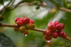咖啡文化中种类 世界上咖啡树种共有四类