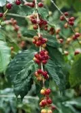 咖啡豆基础常识 介绍特级摩卡咖啡