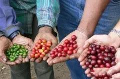精品咖啡豆产国介绍 津巴布韦咖啡