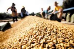 精品咖啡豆产国介绍 多米尼加共和国的咖啡