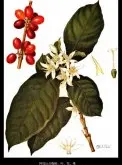 咖啡树种植基础常识 咖啡树的主干