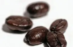 咖啡的枝条按其着生部位及生长方向分为下列几类