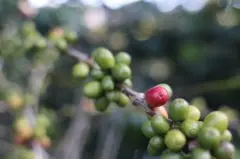WALLENFORD-牙买加蓝山咖啡发展纪元