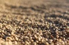 咖啡烘焙全过程详解 烘焙各阶段咖啡豆的对照