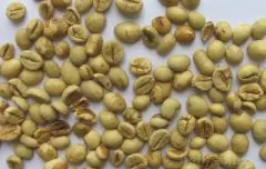 苏门答腊A.P.罗布斯塔咖啡生豆