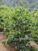 咖啡豆生长过程 咖啡树、咖啡花、咖啡果