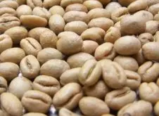 咖啡豆的公母之说起源于印尼
