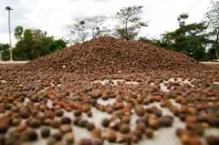 了解咖啡 咖啡豆生长于以赤道为中心